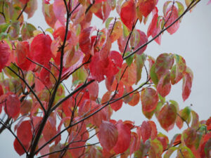 Strauch im Herbst