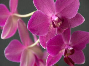 Orchidee violette