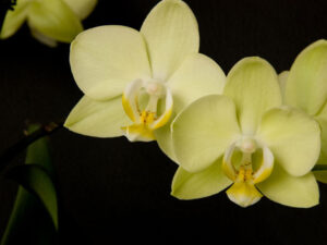 Orchidee gelb/grün