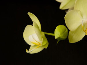 Orchidee gelb
