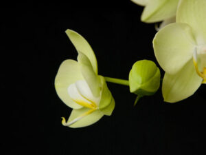 Orchidee mit Knospen gelb
