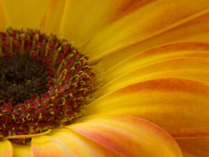 Gerbera gelb/orange