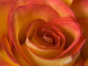 Rose rot/gelb