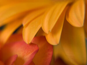 Gerbera- und Rosenblätter rot/gelb