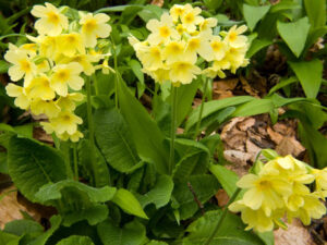 Schlüsselblume im Wald