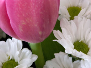 Tulpe rosa mit Margariten