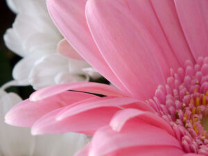Gerbera rosa