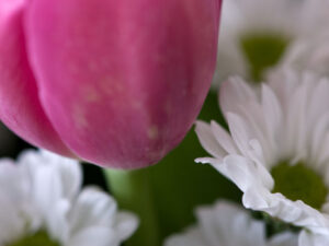 Tulpe rosa und Gebera weiss