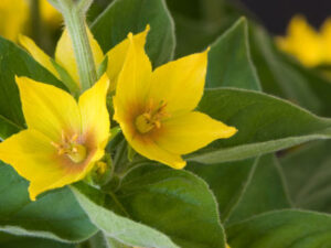 Gartenblume gelb