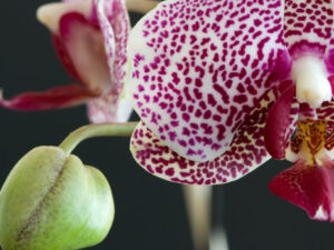 Orchidee weiss/rot