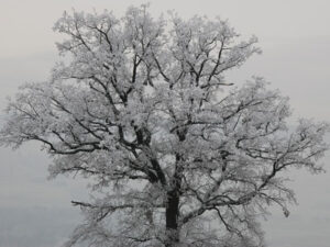 Eiche im Winter