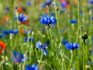 Blumenwiese mit Kornblume