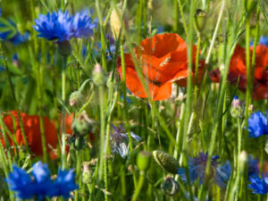 Naturwiese mit Mohn und Kornblumen