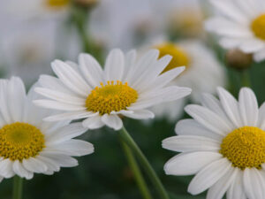 Margarite