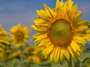 Sonnenblumen