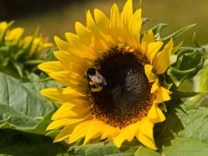 Sonnenblume