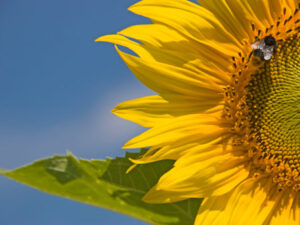 Sonnenblume mit Biene