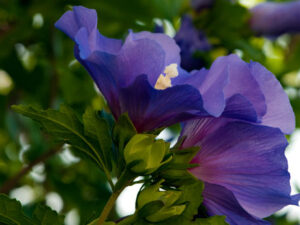 Hibiskus blau
