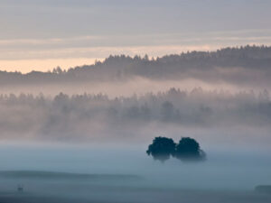 Bäume im Morgennebel