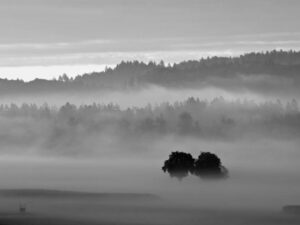 Bäume im Morgennebel (s/w)