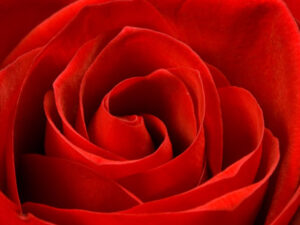 Rose rot