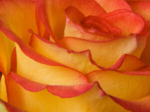 Rose orange mit roten Blätterspitzen