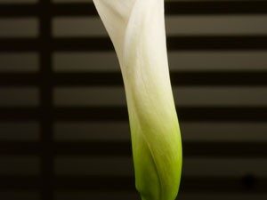 Kalla