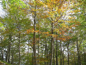 Buchenwald im Herbst