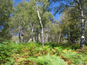 Birkenwald und Farn