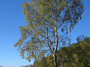 Birke im Herbst
