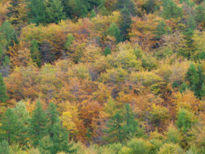 Herbstwald