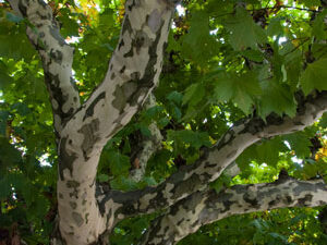 Baum im Herbst