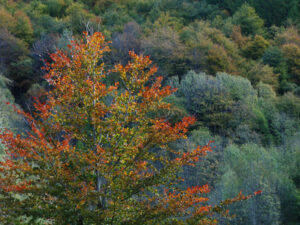 Buche im Herbst