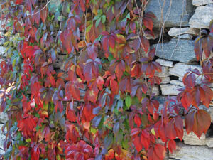 Herbstblätter im Tessin