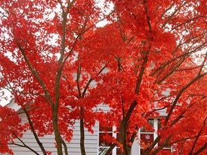 Ahorn rot im Herbst