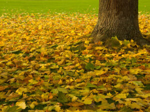 Herbstblätter Ahorn