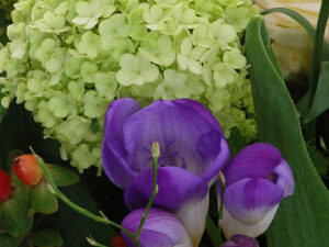 Fresien im Blumenstrauss