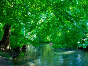 Bach im Wald