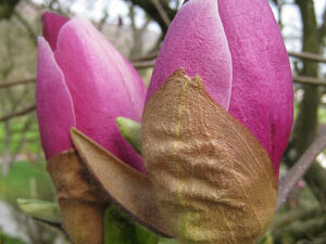 Magnolien