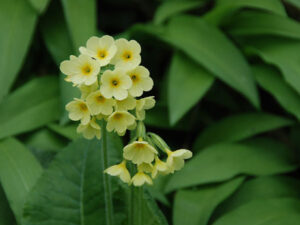 Schlüsselblume im Bärlauchfeld