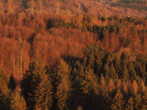Wald im Sonnenlicht