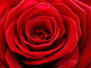 Rosen rot