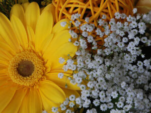 Gerbera gelb