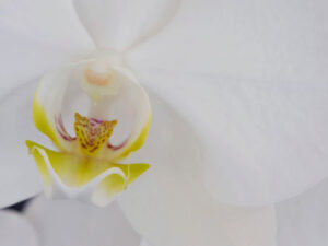 Orchidee weiss/gelb