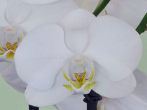 Orchideen weiss/gelb