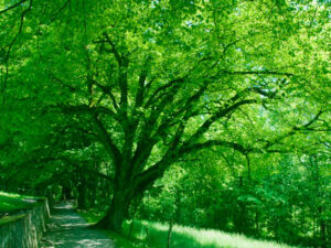 Waldweg