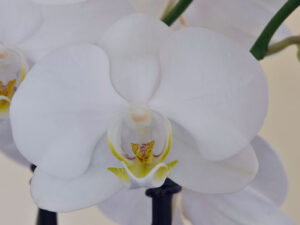 Orchidee weiss mit gelb