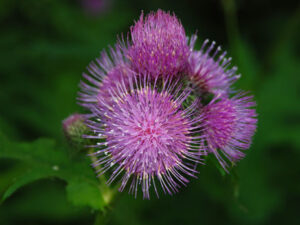 Distel