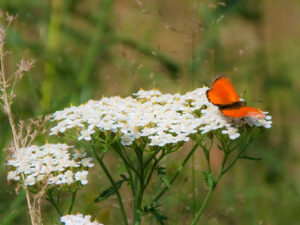 Falter orange