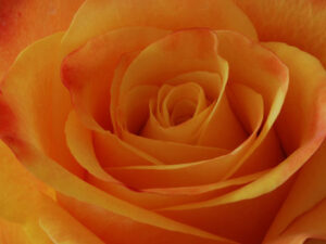 Rose orange